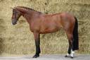 Mare KWPN Dutch Warmblood For sale 2020 Bay