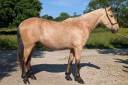 Gelding PRE Pure Spanish Bred For sale 2022 Buckskin