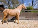 Entire PRE Pure Spanish Bred For sale 2022 Palomino