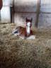 Colt Zangersheide For sale 2025 Bay