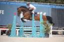 Mare BWP Belgian Warmblood For sale 2019 Bay