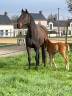 Broodmare Anglo-Arabian For sale 2010 Dark Bay