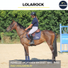 Mare AQPS For sale 2021 Bay