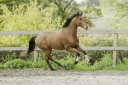 Gelding Lusitano For sale 2019 Bay