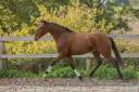 Gelding Lusitano For sale 2019 Bay