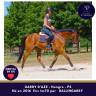 Gelding Thoroughbred For sale 2016 Bay