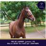 Mare Thoroughbred For sale 2020 Bay