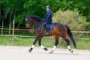 Gelding KWPN Dutch Warmblood For sale 2020 Dark Bay