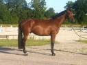 Gelding Selle Français For sale 2021 Bay
