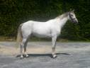 Gelding Selle Français For sale 2020 Grey