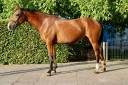 Mare BWP Belgian Warmblood For sale 2021 Bay