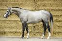 Gelding sBs Belgian Warmblood For sale 2021 Grey