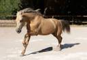 Gelding PRE Pure Spanish Bred For sale 2020 Palomino