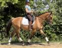 Gelding AES Anglo European Studbook For sale 2020 Dun