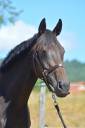 Mare English Thoroughbred For sale 2021 Dark Bay