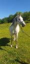Filly Arabian For sale 2017 Roan