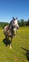 Filly Arabian For sale 2019 Roan