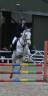Beautiful Coppenagh mare for sale