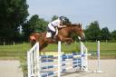 Gelding Selle Français For sale 2018 Chesnut