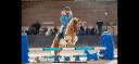 Gelding Shetland Pony For sale 2012 Coloured