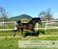 Stallion Arabian Thoroughbred For sale 2021 Black