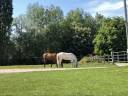 Stableman - Other contract Half time - Yvelines France
