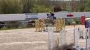 Gelding Selle Français For sale 2019 Grey
