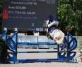 Stallion French Saddle Pony For loan 2017 Appaloosa