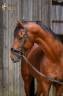 Entire KWPN Dutch Warmblood For sale 2017 Bay