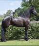 Mare Friesian For sale 2016 Black