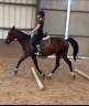 Mare No Origin Recorded For sale 2015 Bay