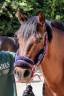 Mare Origin Recorded For sale 2018 Dark Bay