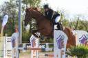 Gelding Selle Français For sale 2018 Chesnut