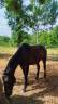 Gelding Selle Français For sale 2010 Bay