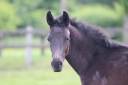 Colt sBs Belgian Warmblood For sale 2025 Black