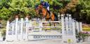 Gelding Selle Français For sale 2012 Bay