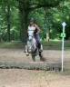 Gelding Camargue For sale 2022 Grey