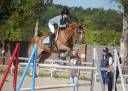 Gelding French Saddle Pony For sale 2013 Liver chestnut