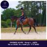 Gelding AQPS For sale 2020 Bay