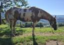 Gelding Paint For sale 2019 Overo