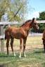 Colt French Saddle Pony For sale 2025 Dark Bay