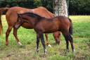 Colt French Saddle Pony For sale 2025 Dark Bay