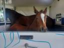 Filly Zangersheide For sale 2025 Bay