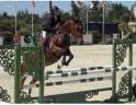 Gelding Selle Français For sale 2015 Bay