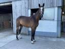 Gelding Zangersheide For sale 2020 Bay