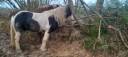 mambo - Irish Cob 2022 by ceanail des pres secs