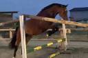 Gelding Selle Français For sale 2021 Bay