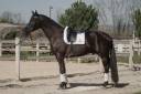 Gelding Selle Français For sale 2021 Black