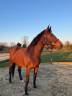 Mare BWP Belgian Warmblood For sale 2012 Dark Bay