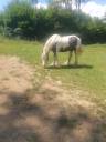 Mare Gypsy Cob For sale 2018 Coloured